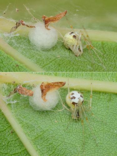 Theridion varians